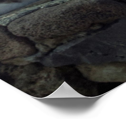 Hawaii Cat Poster (Hoek)