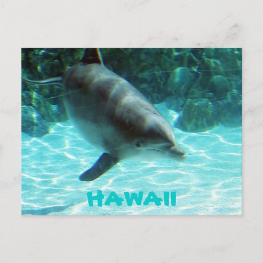 Hawaii Dolphin Briefkaart (Voorkant)