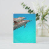Hawaii Dolphins Briefkaart (Staand voorkant)