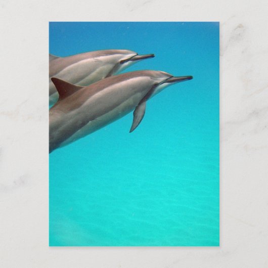 Hawaii Dolphins Briefkaart (Voorkant)