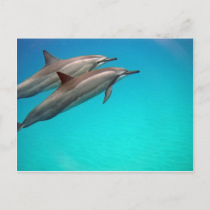Hawaii Dolphins Briefkaart