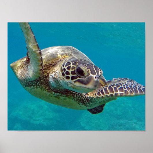 Hawaii-eilanden Zeeschildpad Poster (Voorkant)