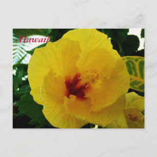 Hawaii Flower Yellow Hibiscus Briefkaart