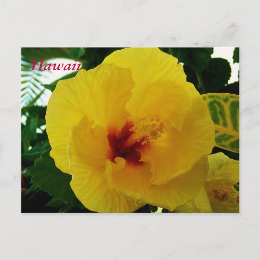 Hawaii Flower Yellow Hibiscus Briefkaart (Voorkant)