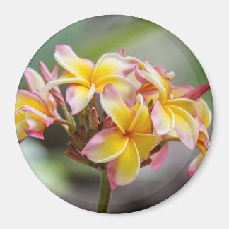 Hawaii Geel Roze Plumeria Bloemen Magneet