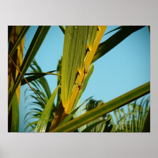 Hawaii gekko palmboom poster (Voorkant)