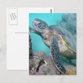 Hawaii Green Zee Turtle Briefkaart (Voorkant / Achterkant)