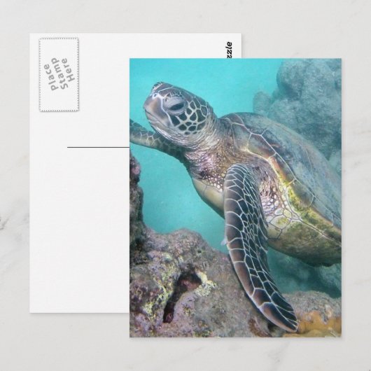 Hawaii Green Zee Turtle Briefkaart (Voorkant / Achterkant)