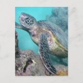 Hawaii Green Zee Turtle Briefkaart (Voorkant)