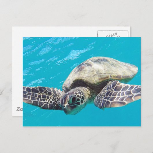 Hawaii Green Zee Turtle Briefkaart (Voorkant / Achterkant)