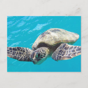 Hawaii Green Zee Turtle Briefkaart
