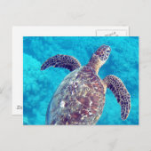 Hawaii Green Zee Turtle Briefkaart (Voorkant / Achterkant)