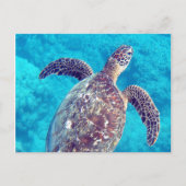 Hawaii Green Zee Turtle Briefkaart (Voorkant)