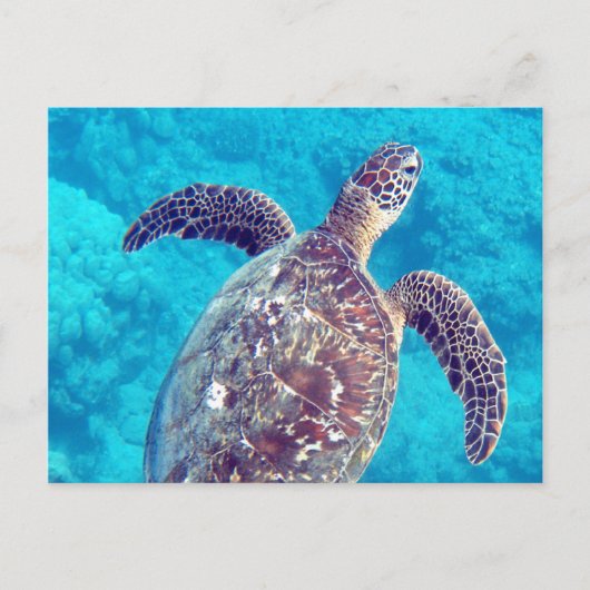 Hawaii Green Zee Turtle Briefkaart (Voorkant)