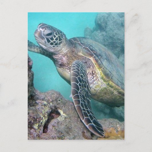 Hawaii Green Zee Turtle Briefkaart (Voorkant)