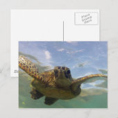 Hawaii Green Zee Turtle Briefkaart (Voorkant / Achterkant)