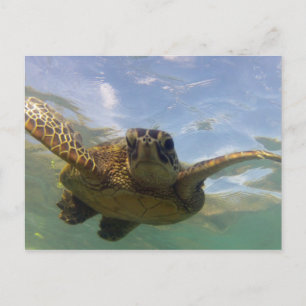 Hawaii Green Zee Turtle Briefkaart