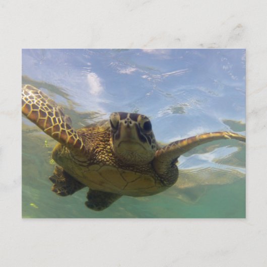 Hawaii Green Zee Turtle Briefkaart (Voorkant)