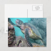 Hawaii Green Zee Turtle Briefkaart (Voorkant / Achterkant)
