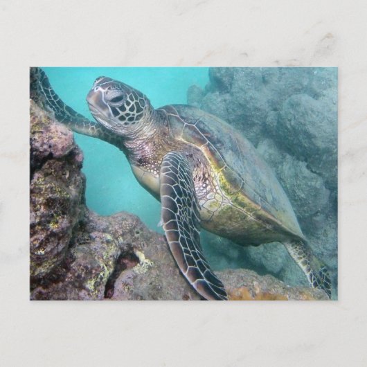 Hawaii Green Zee Turtle Briefkaart (Voorkant)
