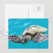Hawaii Green Zee Turtle Briefkaart (Voorkant / Achterkant)