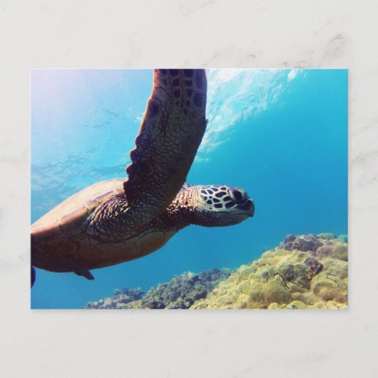 Hawaii Green Zee Turtle Briefkaart (Voorkant)