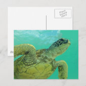 Hawaii Green Zee Turtle Briefkaart (Voorkant / Achterkant)