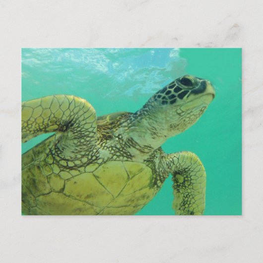 Hawaii Green Zee Turtle Briefkaart (Voorkant)