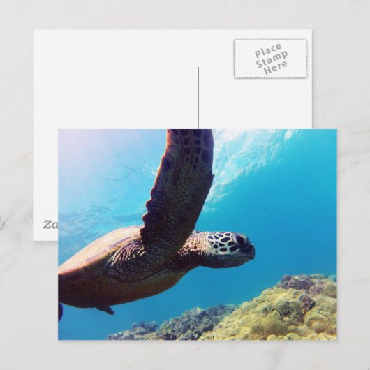 Hawaii Green Zee Turtle Briefkaart (Voorkant / Achterkant)