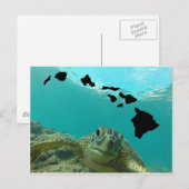 Hawaii Green Zee Turtle Briefkaart (Voorkant / Achterkant)