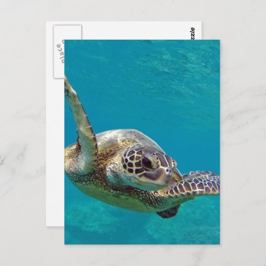 Hawaii Green Zee Turtle - Honu Briefkaart (Voorkant / Achterkant)