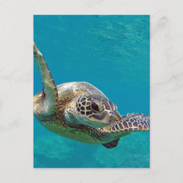 Hawaii Green Zee Turtle - Honu Briefkaart