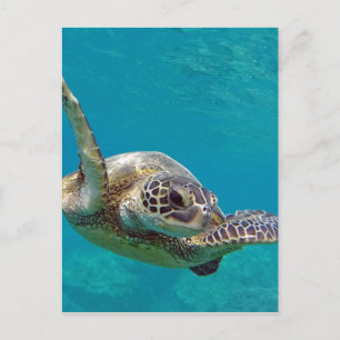 Hawaii Green Zee Turtle - Honu Briefkaart