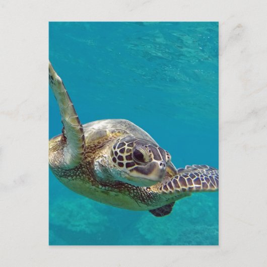 Hawaii Green Zee Turtle - Honu Briefkaart (Voorkant)