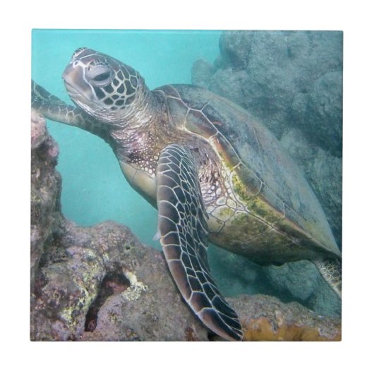 Hawaii Green Zee Turtle Tegeltje (Voorkant)