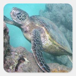 Hawaii Green Zee Turtle Vierkante Sticker