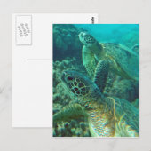 Hawaii Green Zee Turtles Briefkaart (Voorkant / Achterkant)