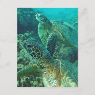 Hawaii Green Zee Turtles Briefkaart