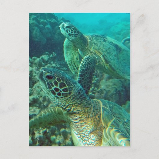 Hawaii Green Zee Turtles Briefkaart (Voorkant)