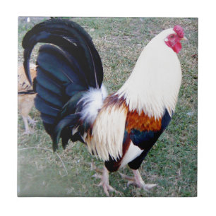 Hawaii Hanauma Bay Haan Tegeltje