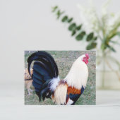 Hawaii Hanauma Bay Rooster Briefkaart (Staand voorkant)