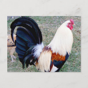Hawaii Hanauma Bay Rooster Briefkaart