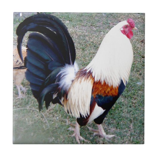 Hawaii Hanauma Bay Rooster Tegeltje (Voorkant)