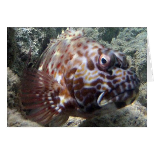 Hawaii Hawk Fish (Voorkant Horizontaal)