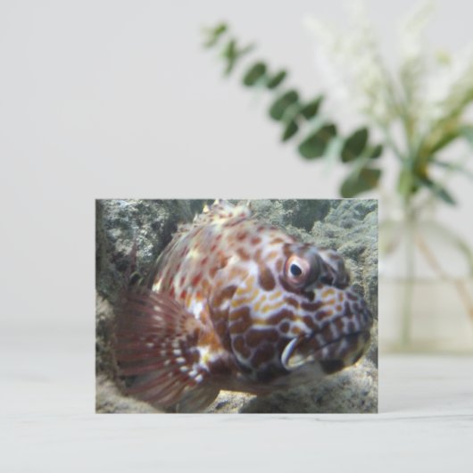 Hawaii Hawk Fish Briefkaart (Staand voorkant)