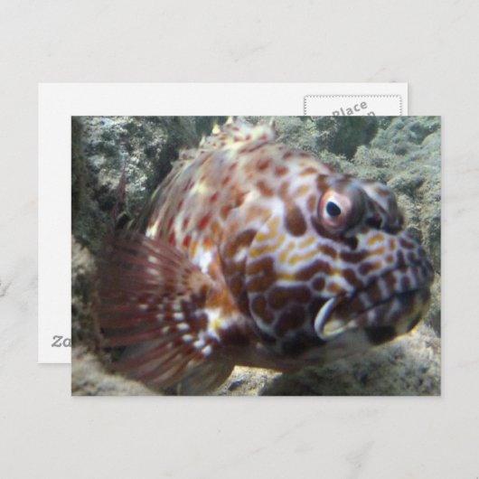 Hawaii Hawk Fish Briefkaart (Voorkant / Achterkant)
