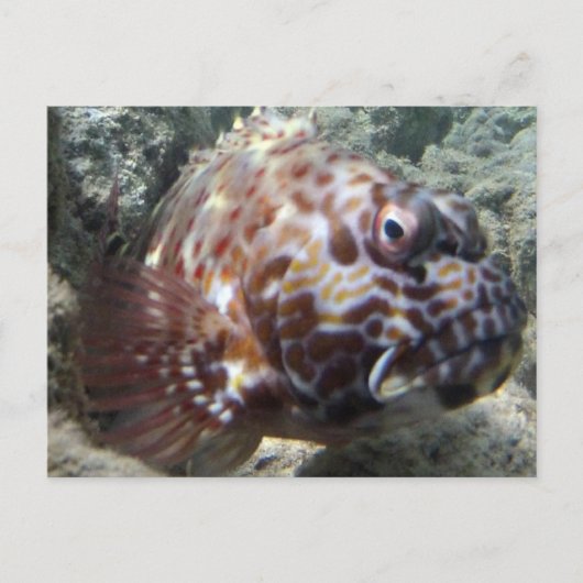 Hawaii Hawk Fish Briefkaart (Voorkant)