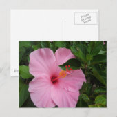 Hawaii Hibiscus Flower Briefkaart (Voorkant / Achterkant)