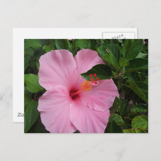 Hawaii Hibiscus Flower Briefkaart (Voorkant / Achterkant)