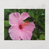 Hawaii Hibiscus Flower Briefkaart (Voorkant)